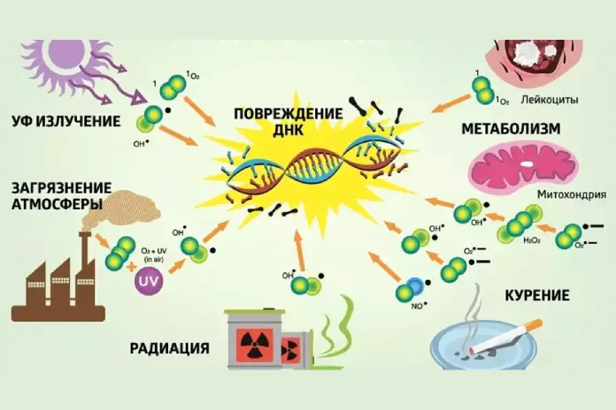 Свободные радикалы и антиоксиданты в организме
