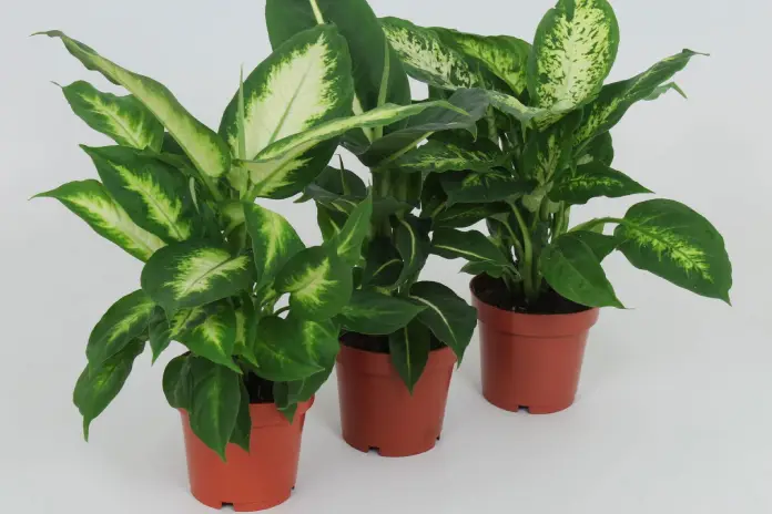 Ядовитые комнатные растения и безопасный уют: диффенбахия ядовитая
